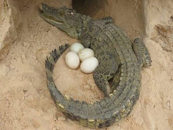 Cá sấu đẻ trứng hay đẻ con? Đặc điểm của loài cá sấu