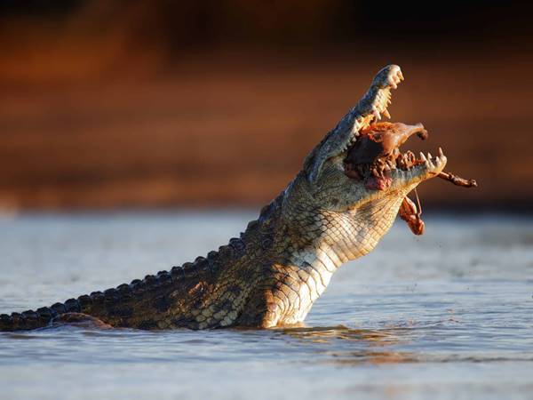 Cá sấu có lưỡi hay không? Thức ăn chính của cá sấu là gì