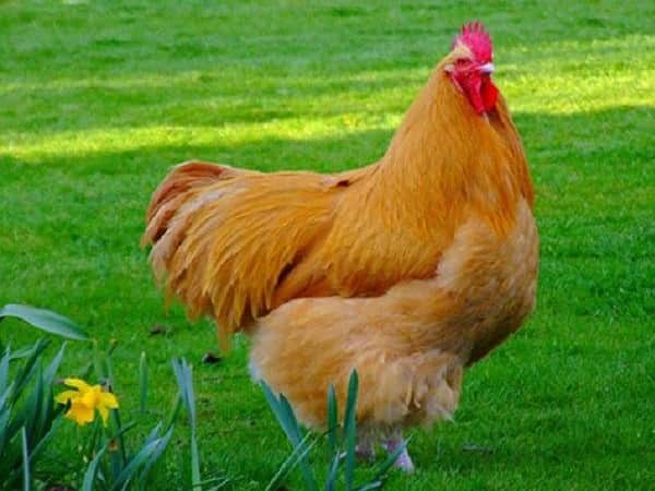 Mơ thấy gà không đẻ trứng