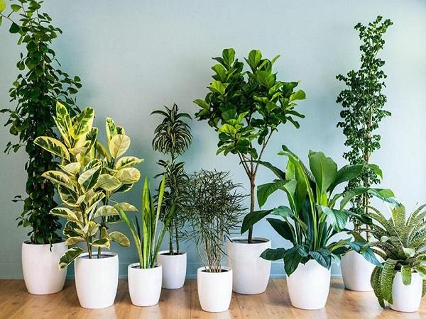 Các loại cây trồng trong nhà theo phong thủy hút tài lộc, may mắn