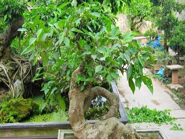 Có nên trồng cây sung trước nhà không? cần lưu ý gì