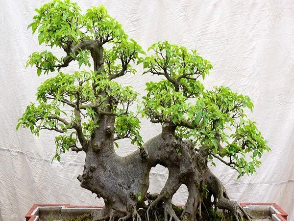 Vậy có nên trồng cây sung trước nhà không?