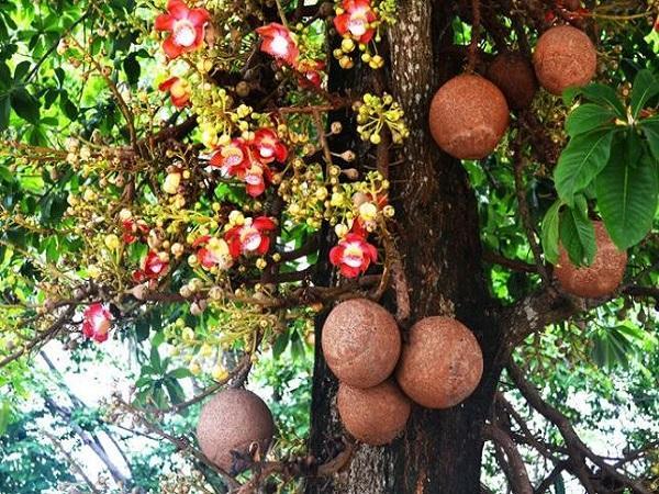 Có nên trồng cây sala trước nhà hay không? ý nghĩa phong thủy